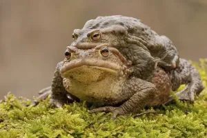 Amphibian Mating Season Drucke: Common toad (Bufo bufo), Mating