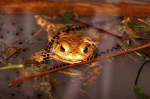 Amphibian Mating Season Drucke: Common toad (bufo bufo), mating