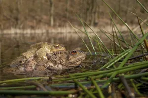 Bufo Bufo Reproduction Drucke: Common toad (Bufo bufo), Mating