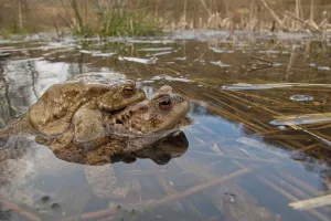 Mating Season In Germany Drucke: Common toad (Bufo bufo), Mating