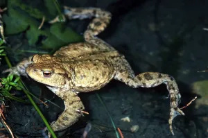 Bufo Bufo Reproduction Drucke: Common toad (bufo bufo), mating