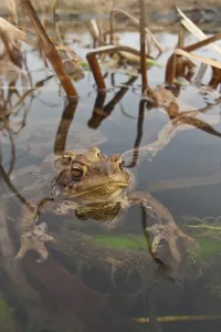 Bufo Bufo Reproduction Drucke: Common toad (Bufo bufo), Mating