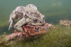 Amphibian Reproduction Drucke: Common toad (Bufo bufo) mating