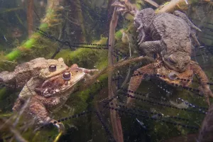 Bufo Bufo Reproduction Drucke: Common toad (Bufo bufo) Mating