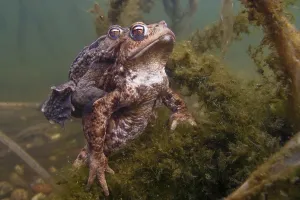 Common Toad Mating Drucke: Common toad (Bufo bufo), Mating
