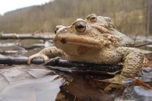 Bufo Bufo Reproduction Drucke: Common toad (Bufo bufo), Mating
