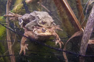 Bufo Bufo Reproduction Drucke: Common toad (Bufo bufo) Mating