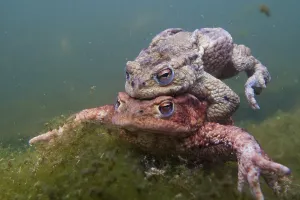 Common Toad Mating Drucke: Common toad (Bufo bufo) mating