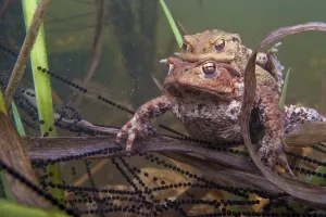 Bufo Bufo Reproduction Drucke: Common toad (Bufo bufo) Mating