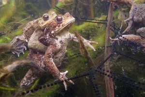 Common Toad Mating Drucke: Common toad (Bufo bufo) Mating