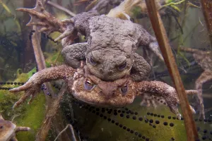 Bufo Bufo Reproduction Drucke: Common toad (Bufo bufo) Mating