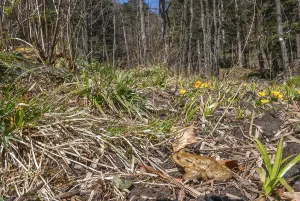 European True Toad Drucke: Common toad (Bufo bufo) on migration in spring