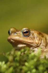 Amphibian Portrait Photography Drucke: Common toad (Bufo bufo) on moss