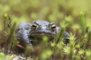 Bufo Bufo Germany Drucke: Common Toad (Bufo bufo) in moss