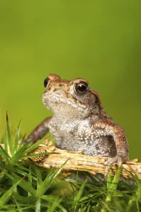 European Toad Drucke: Common toad (Bufo bufo) on moss