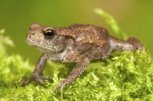 European Toad Drucke: Common toad (Bufo bufo) on moss