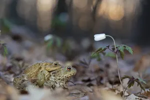 Courtship Behavior Drucke: Common toad (Bufo bufo), pair in amplexus