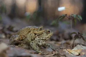 Gerahmter Druck : Gemeiner Laubfrosch (Bufo bufo), Paar in Amplexus. Gerahmter Druck : Gemeiner Laubfrosch (Bufo bufo), Paar in Amplexus.