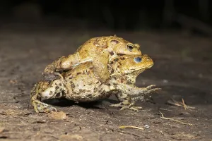 European Toad Mating Season Drucke: Common toad (Bufo bufo), pair in amplexus
