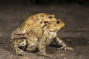 Ecofriendly Wildlife Photography Drucke: Common toad (Bufo bufo), pair in amplexus