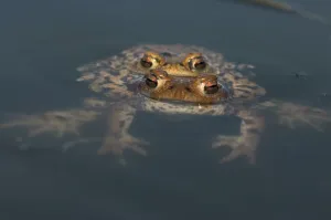 Bufo Bufo Reproduction Drucke: Common toad (Bufo bufo), pair spawning