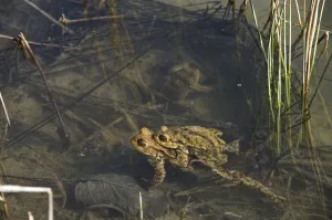Wildlife Photography Pond Scene Drucke: Common toad (Bufo bufo), pair spawning