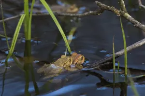 Bufo Bufo Reproduction Drucke: Common toad (Bufo bufo), pair spawning
