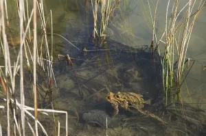 Bufo Bufo Reproduction Drucke: Common toad (Bufo bufo), pair spawning