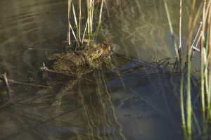 Bufo Bufo Reproduction Drucke: Common toad (Bufo bufo), pair spawning