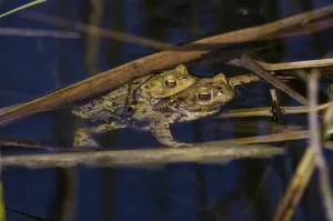 Common toad (Bufo bufo), pair spawning