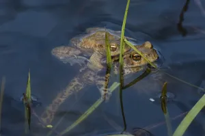 Bufo Bufo Reproduction Drucke: Common toad (Bufo bufo), pair spawning
