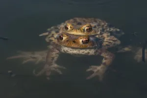 Bufo Bufo Reproduction Drucke: Common toad (Bufo bufo), pair spawning