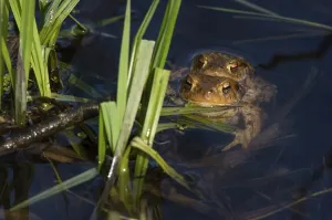 Pond Wildlife Photography Drucke: Common toad (Bufo bufo), pair spawning