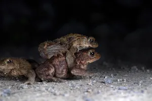 European Toad Habitat Drucke: Common toad (Bufo bufo), pair on the way to spawning grounds