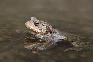Common Toad In Water Drucke: Common toad (Bufo bufo) sitting in shallow water