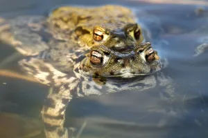 Batrachian Reproduction Drucke: Common toad (bufo bufo) in spawning water