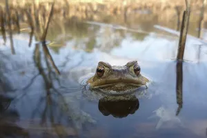 Common Toad In Water Drucke: Common toad (bufo bufo) in spawning waters