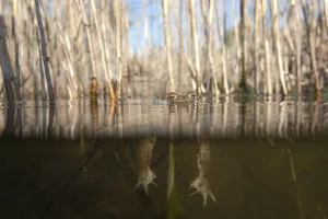 True Toads Habitat Drucke: Common toad (bufo bufo) in spawning waters