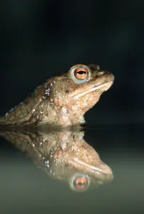 Wild Animal Reflections Drucke: Common Toad (Bufo bufo), toad, lateral