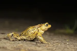 Toad Migration Drucke: Common toad (Bufo bufo), Toad migration