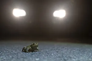 Amphibian Mating Season Drucke: Common toad (Bufo bufo) during toad migration at night in headlights