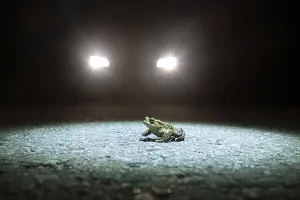 Amphibian Mating Season Drucke: Common toad (Bufo bufo) during toad migration at night in headlights