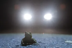 Toad Migration Drucke: Common toad (Bufo bufo) during toad migration at night in headlights