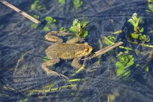 Toads In The Wild Drucke: Common toad (Bufo bufo) in the water between spawning strings