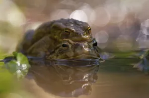 Common Toad Mating Drucke: Common toad (bufo bufo) on the way to spawning waters