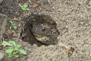 Common Toad Images Drucke: Common toad, burrowed