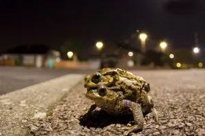 European Toad Images Drucke: Common toad, common toads (Bufo bufo)