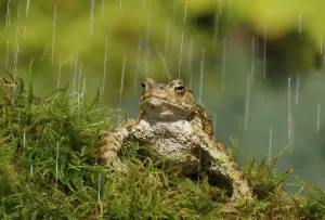 Common Toad Images Drucke: Common toad, common toads (Bufo bufo)