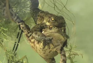 Bufo Bufo Reproduction Drucke: Common toad, common toads (Bufo bufo)