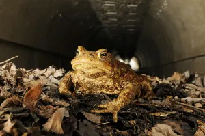 Italy Tourism Drucke: Common toad, common toads (Bufo bufo)